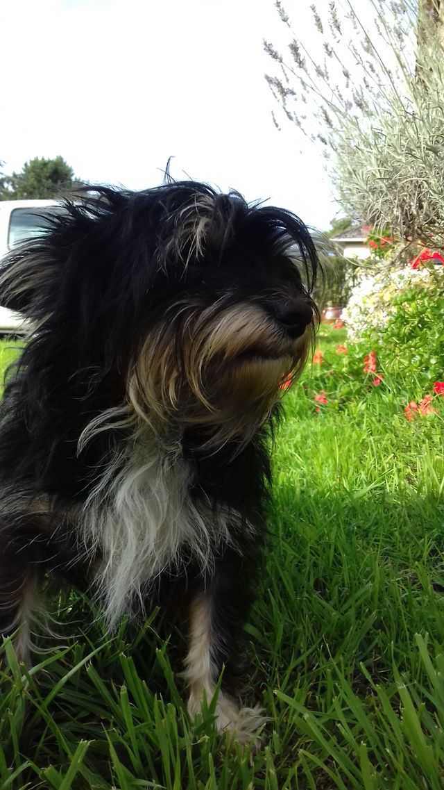 Dog