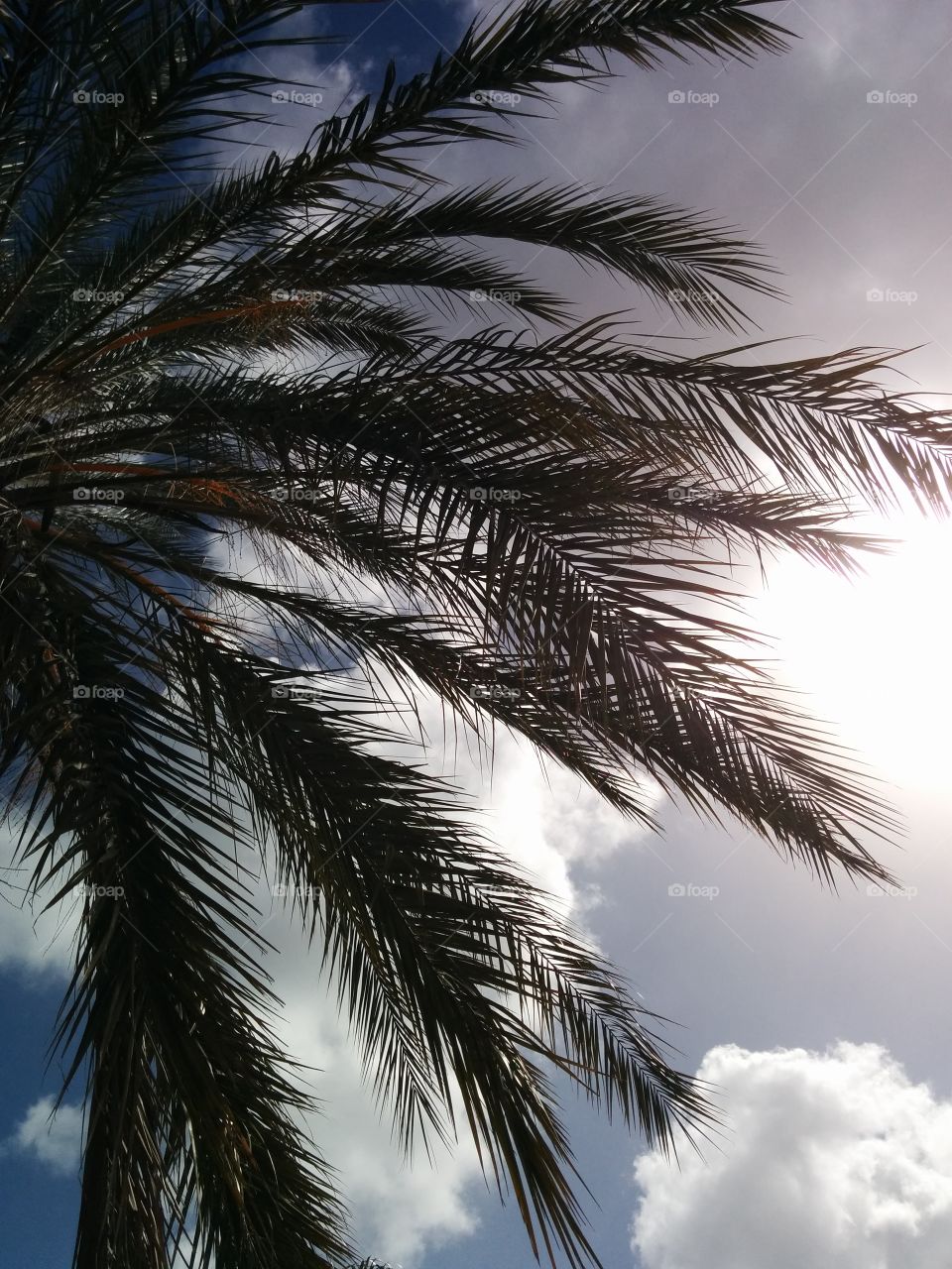 palm and cloudy sky