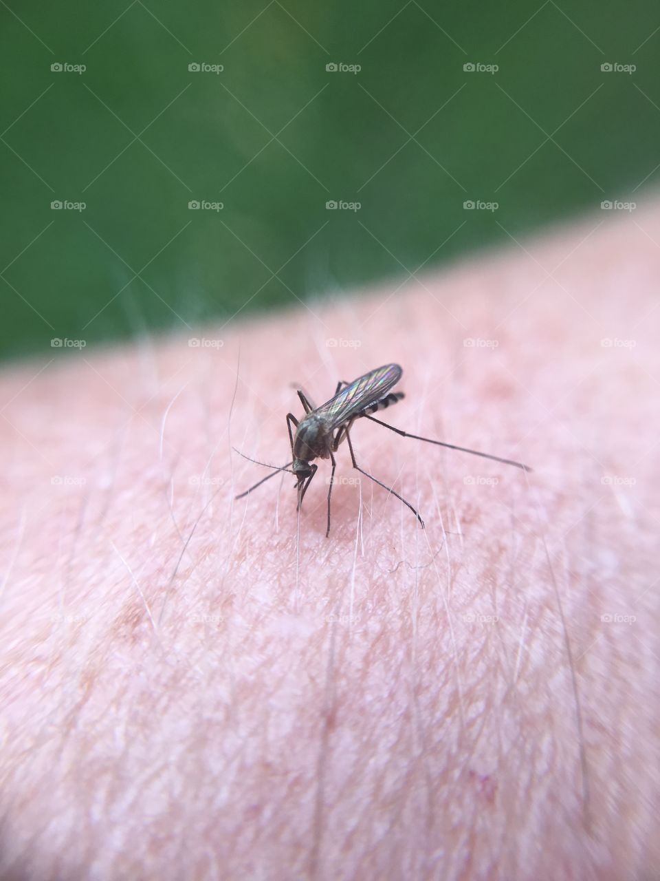 Mosquito biting