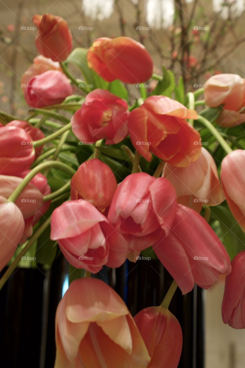 tulip bouqet
red tulips