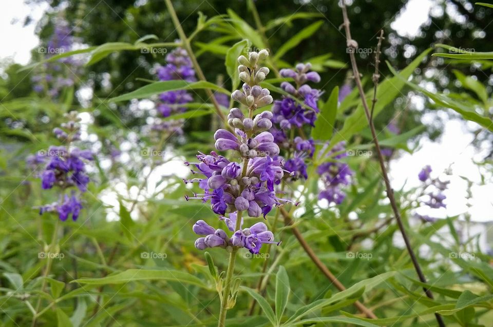 Close-up of blooming flowers