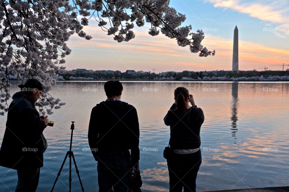 Cherry Blossoms in Washington DC