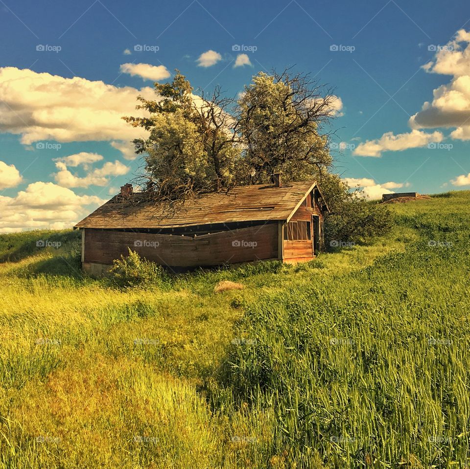 Rustic Old Abandoned Farm Shed 