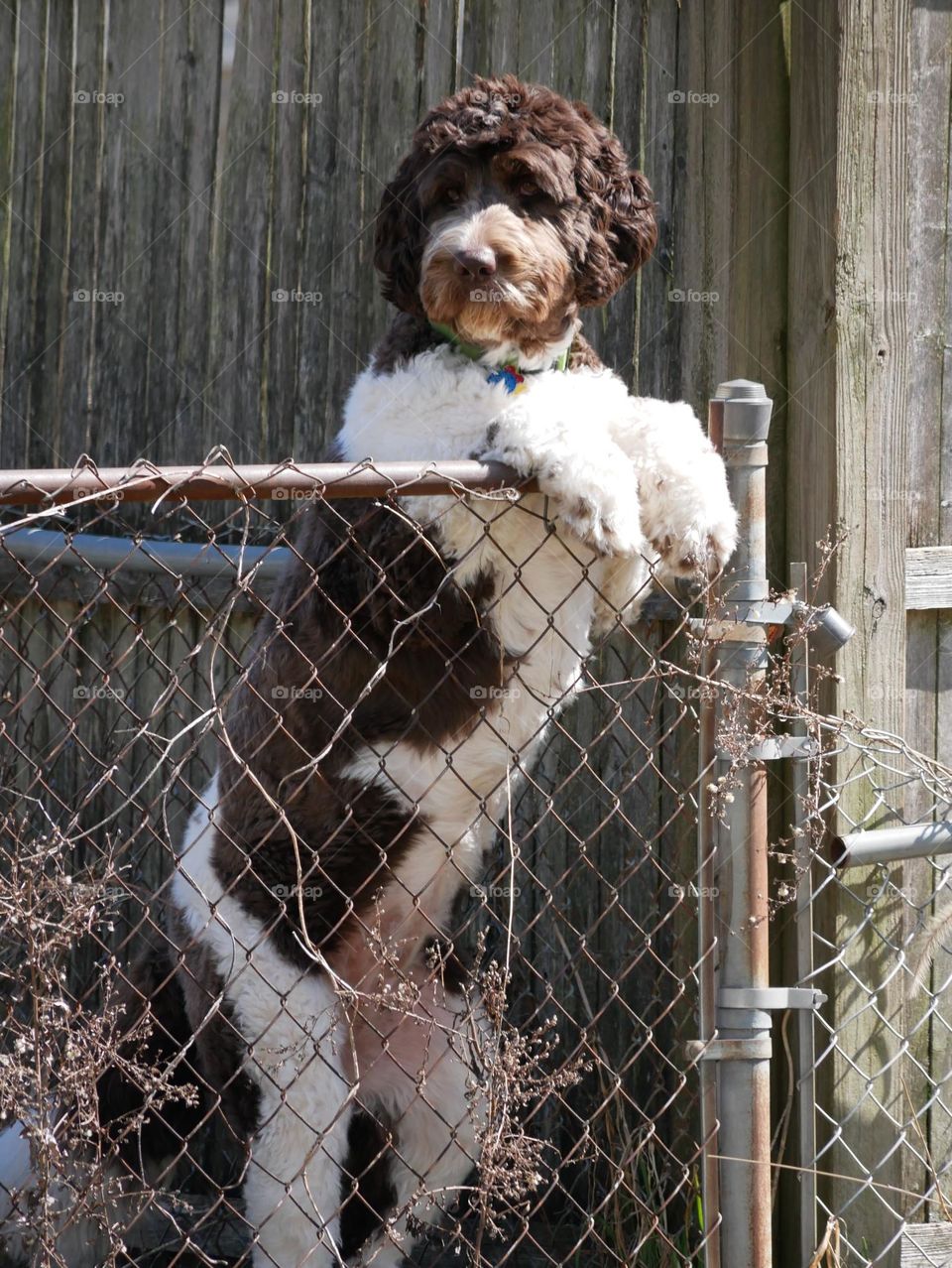 The neighbor dog spots me taking her picture, as she tries to get my cat. 