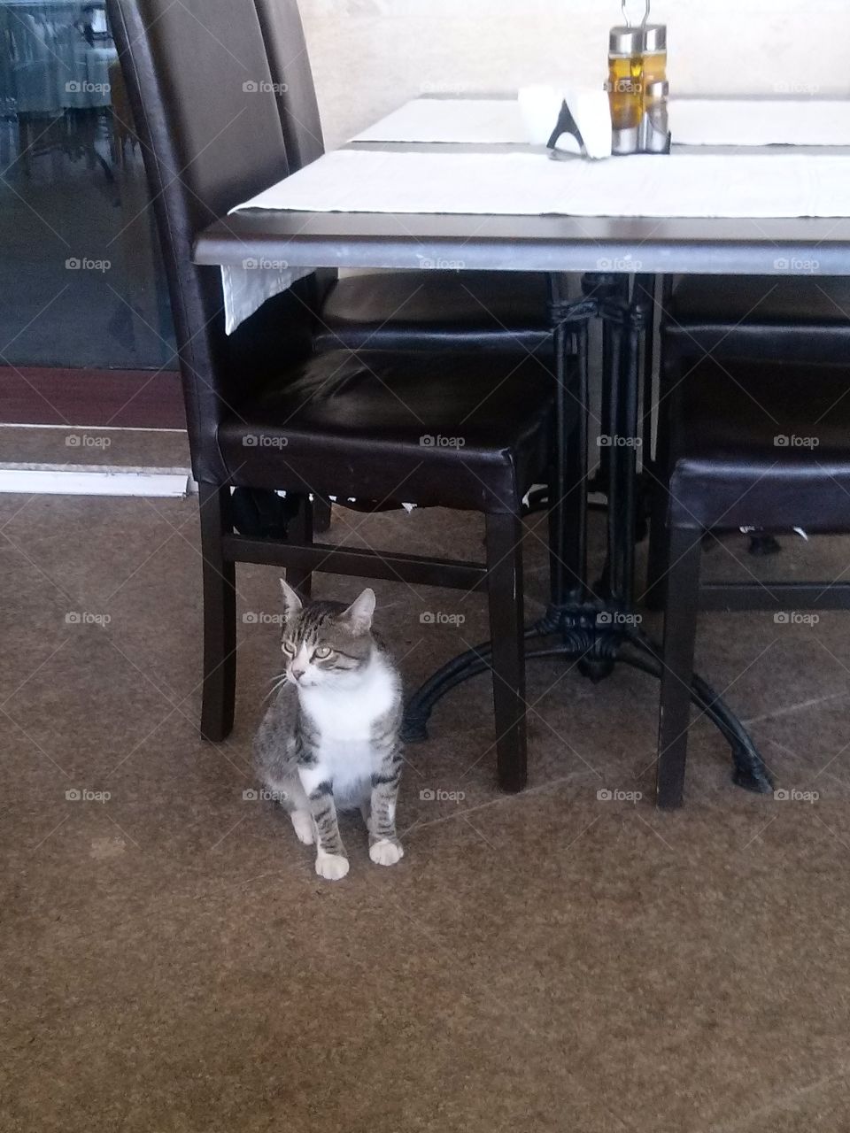 grey cat in restaurant