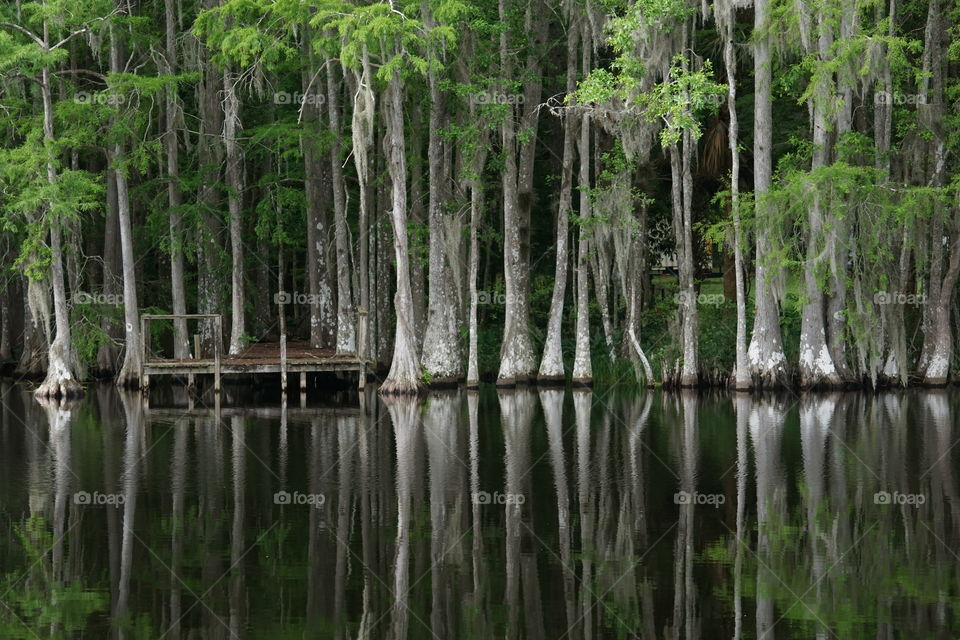 Cypress trees and reflection