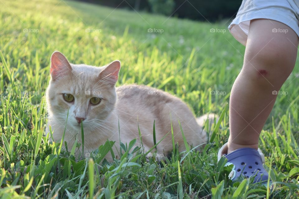 Cat laying in the grass 