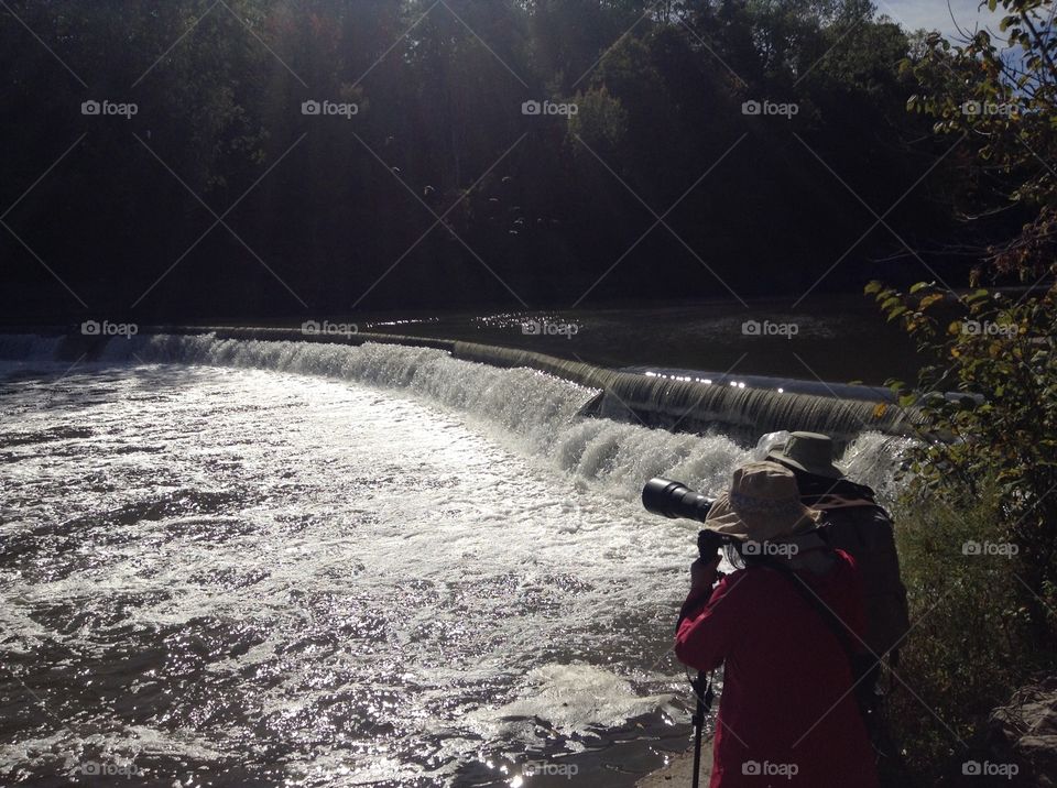 Salmon is going from Ontario lake up the Humber river