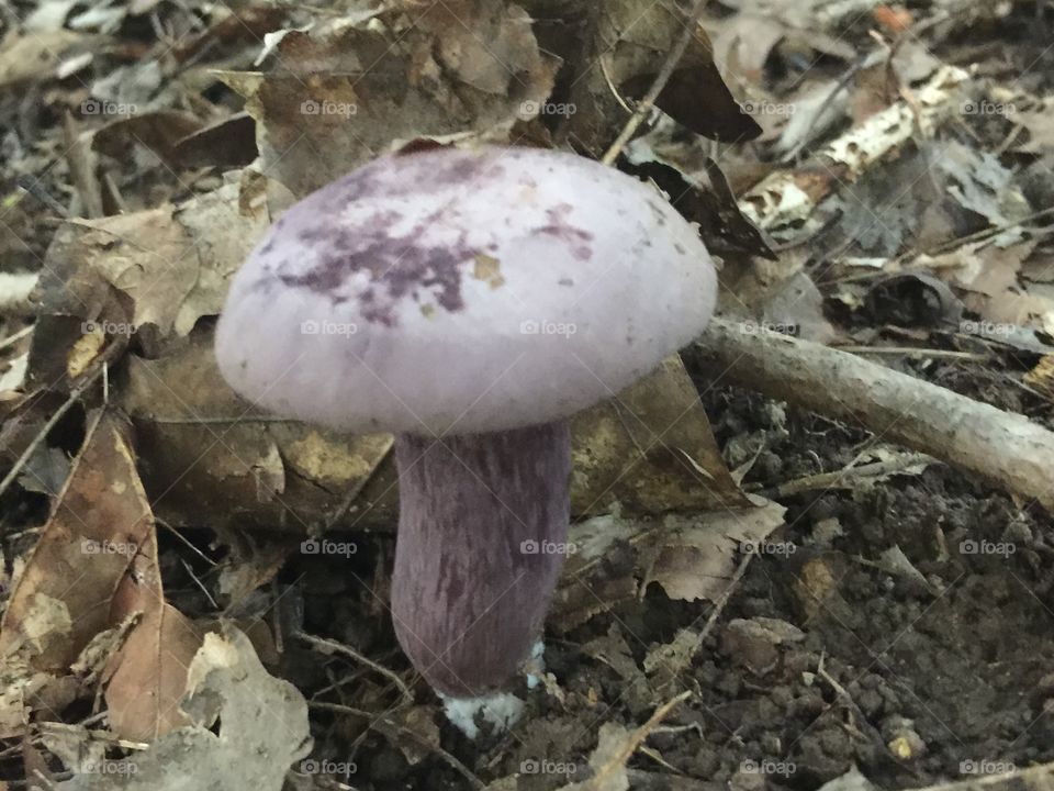 Small wild purple mushroom
