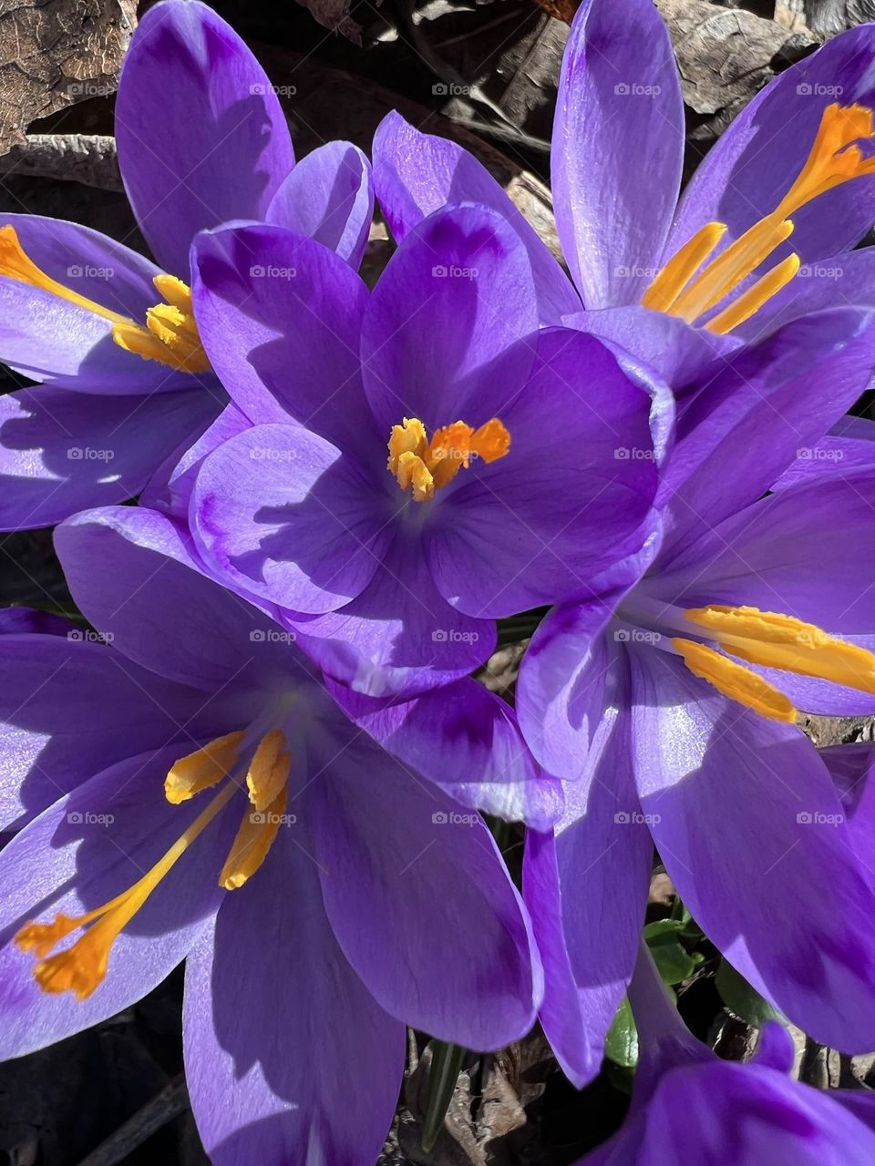 The crocus flower