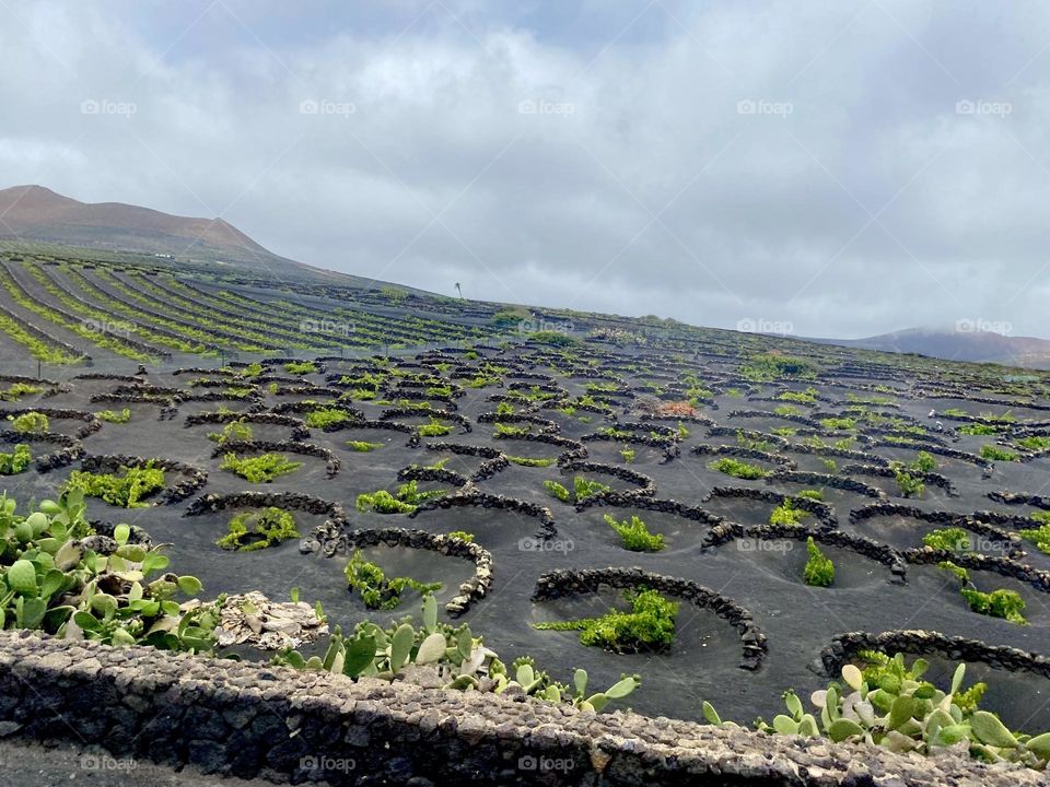 The Canarian winery