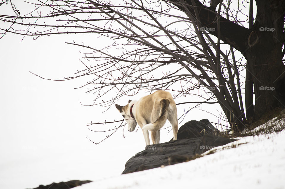 Beautiful Husky standing on edge of frozen lake banks looking down on a foggy winter day 