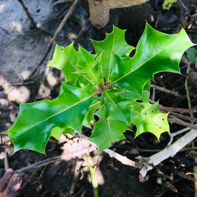 Greenish