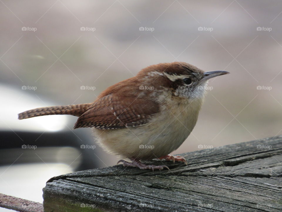 Carolina Wren on a board foraging in the early morning
