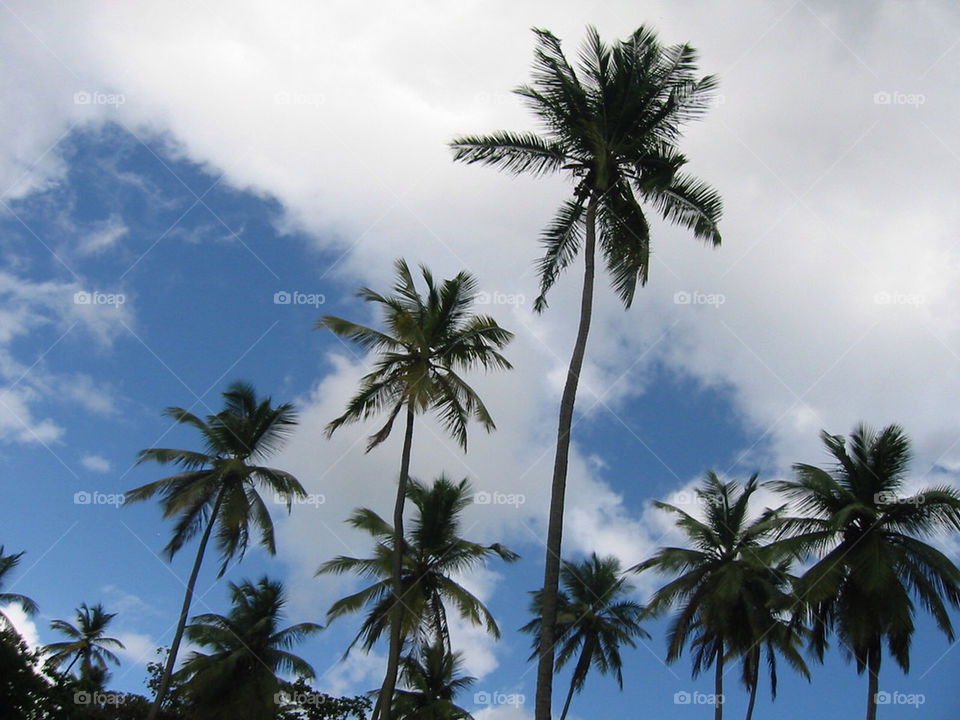 Palm trees.