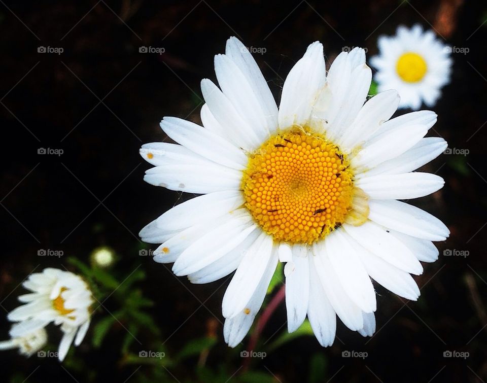Camomile