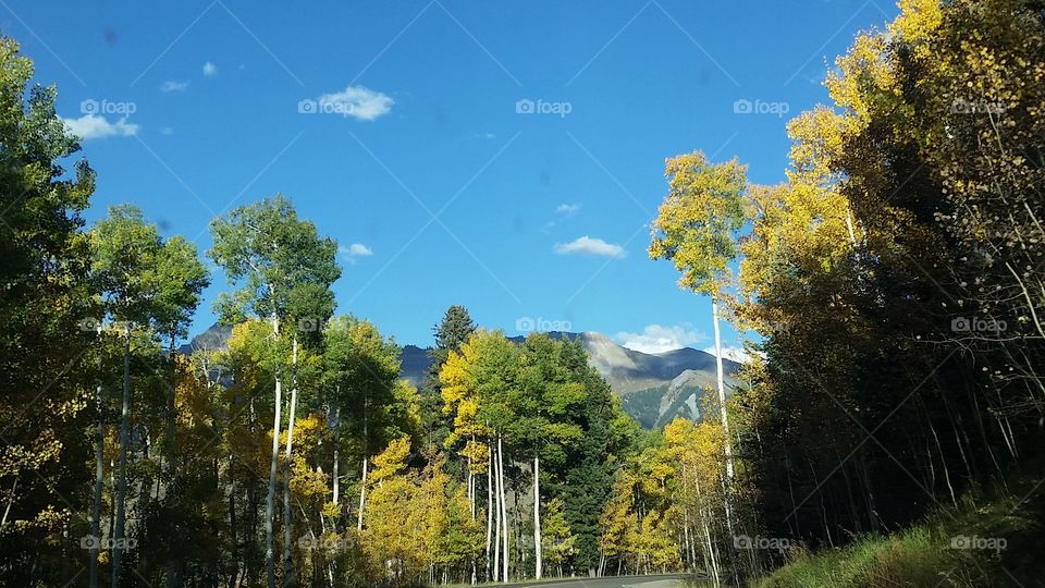Tree, Fall, Wood, Landscape, Nature