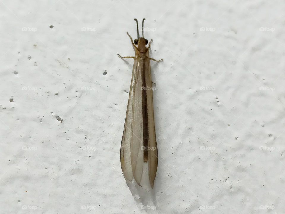 Insect