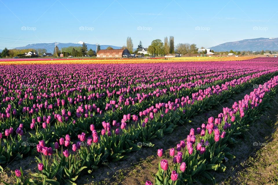 Colorful tulip field