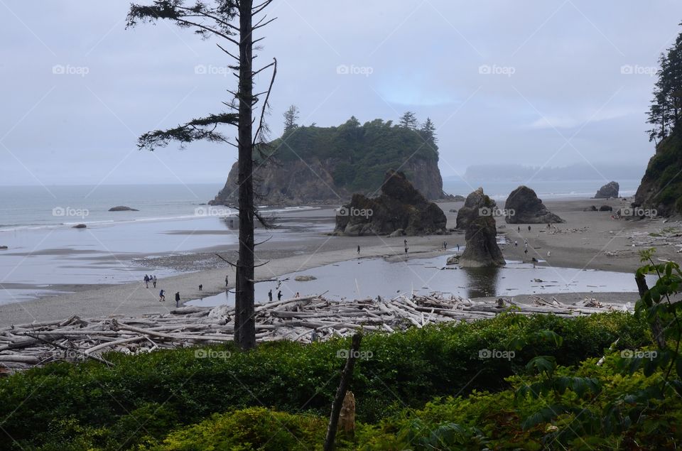 Tourist play amongst the drift wood on Ruby beach in Washington state.