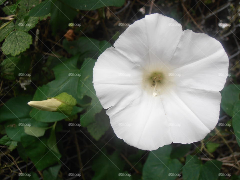 A White Bindweed Flower