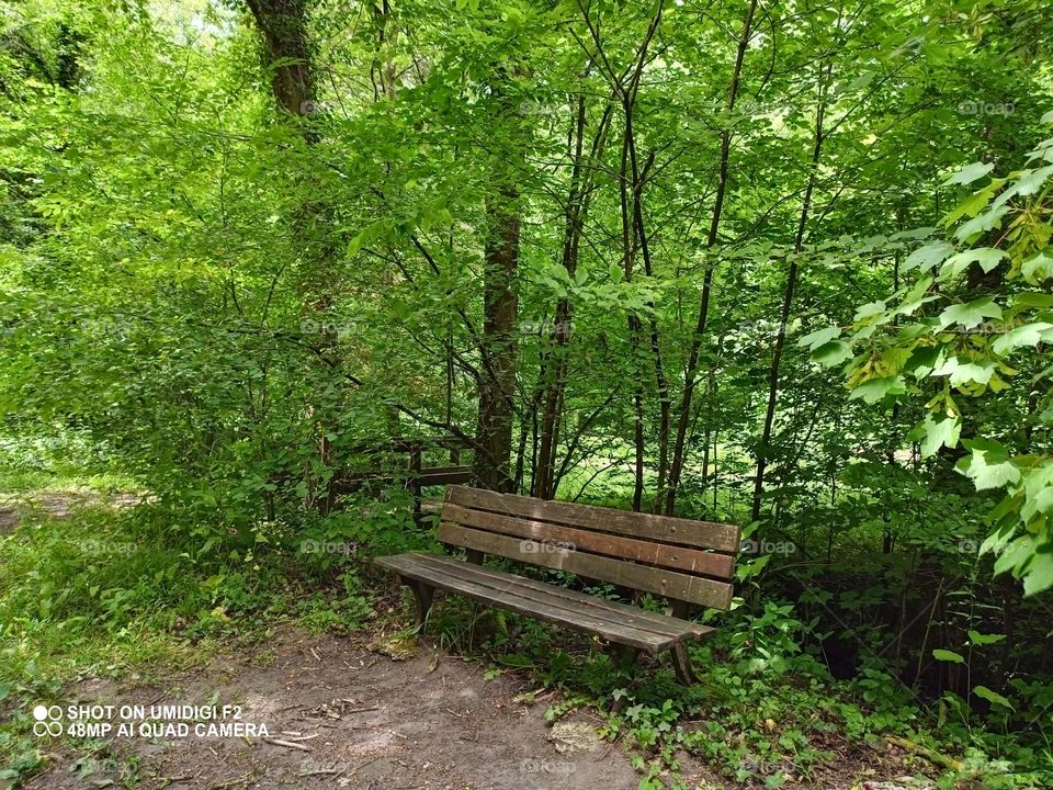 Banc de bois dans la forêts