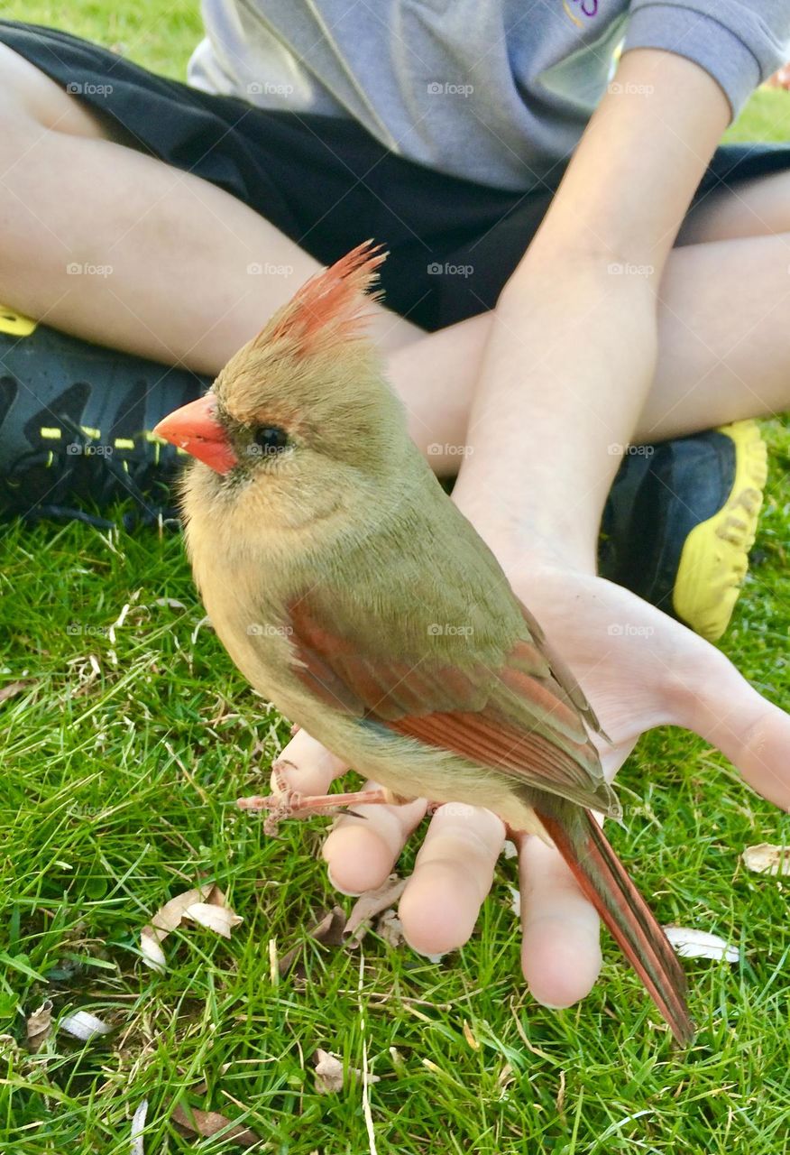 A little boy holding a stunned cardinal that flew into the window.  The bird flew off after just a few minutes 