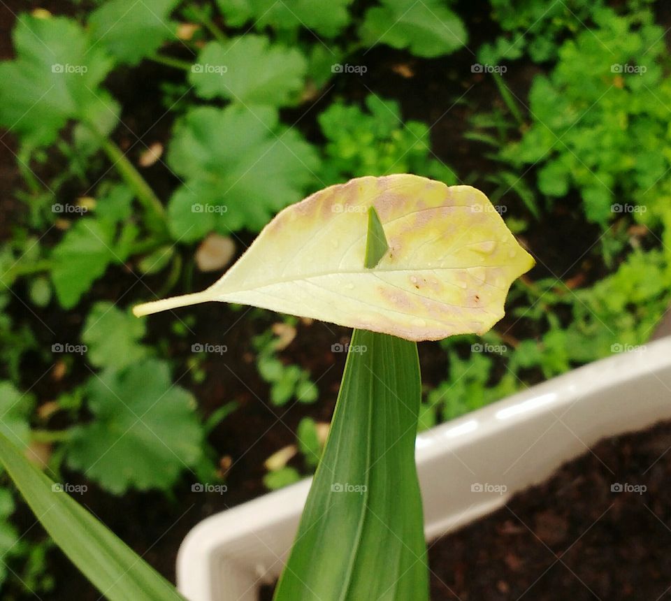 Naturally Pierced Leaf
