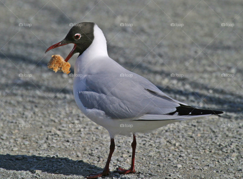 Bird having problems with a piece of bread.