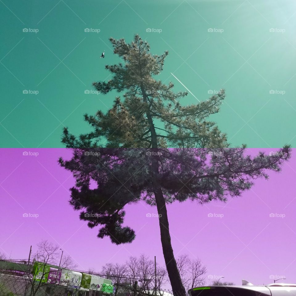 Tree by the side of the Long Island Expressway in Queens NY