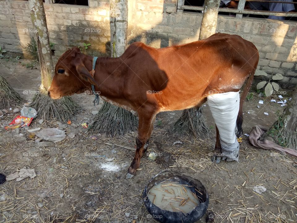 Cow broken leg