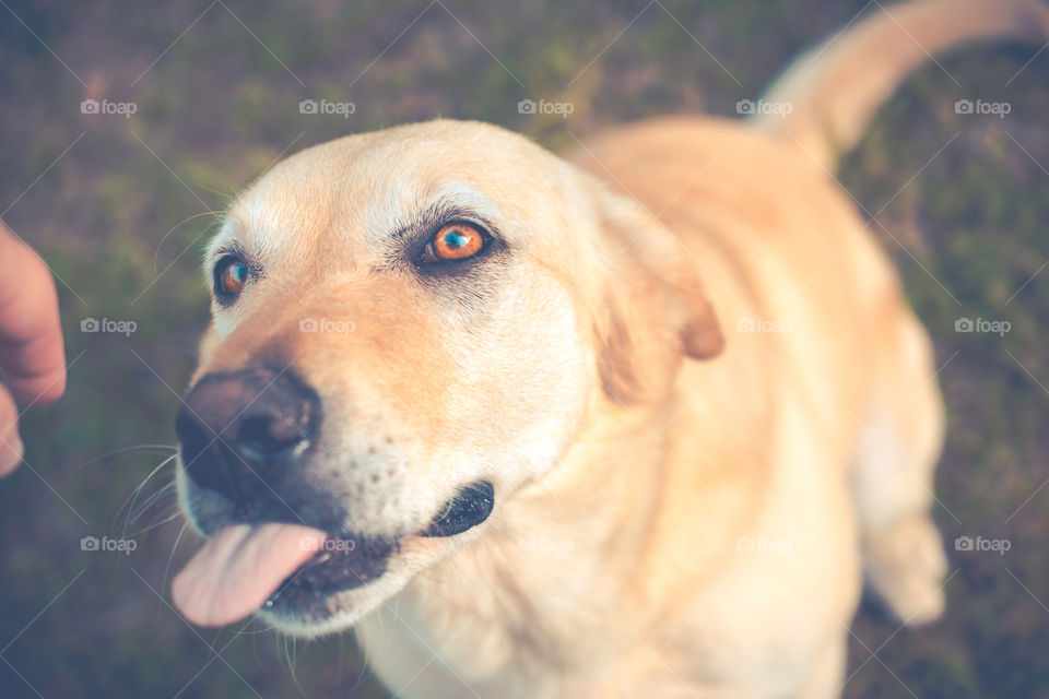 Close Up of Yellow Lab Dog Sticking His Tongue Out