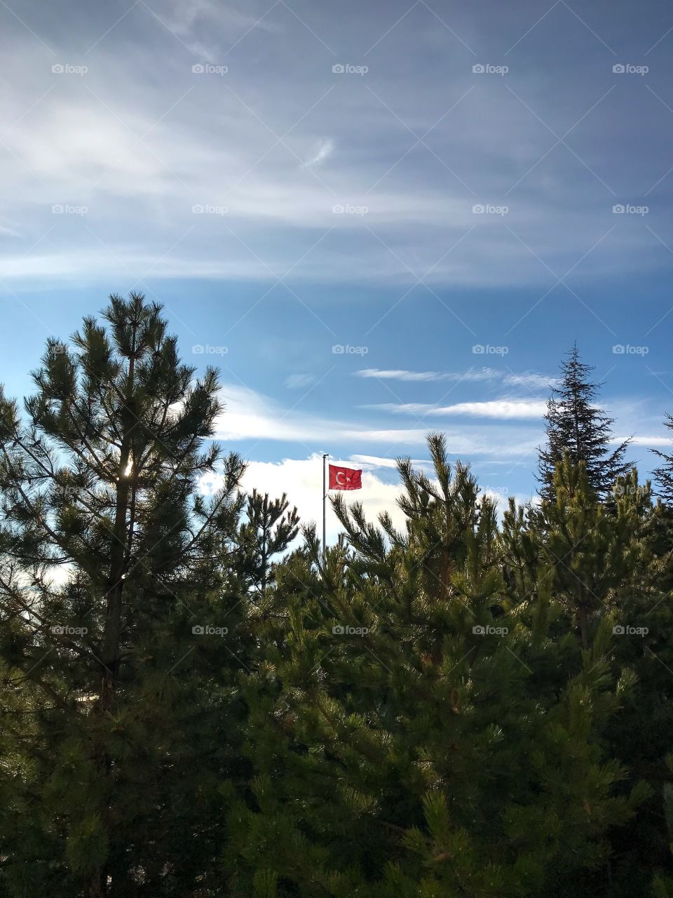 Turkish flag in trees-Türk Bayrağı
