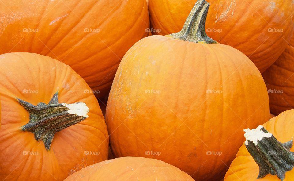 Large Colorful Fresh Pumpkins
