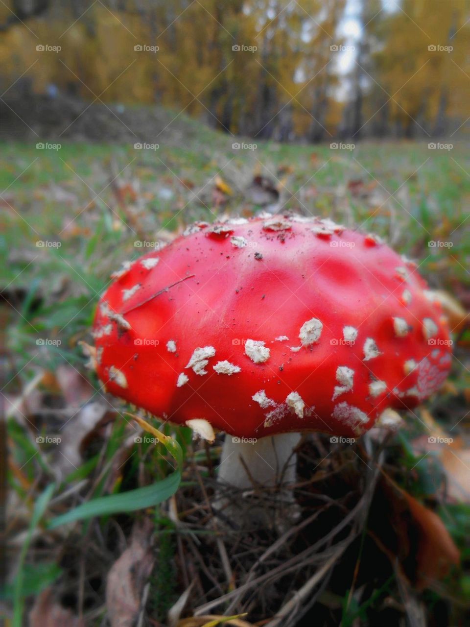 red mushroom amanita and green grass beautiful colours