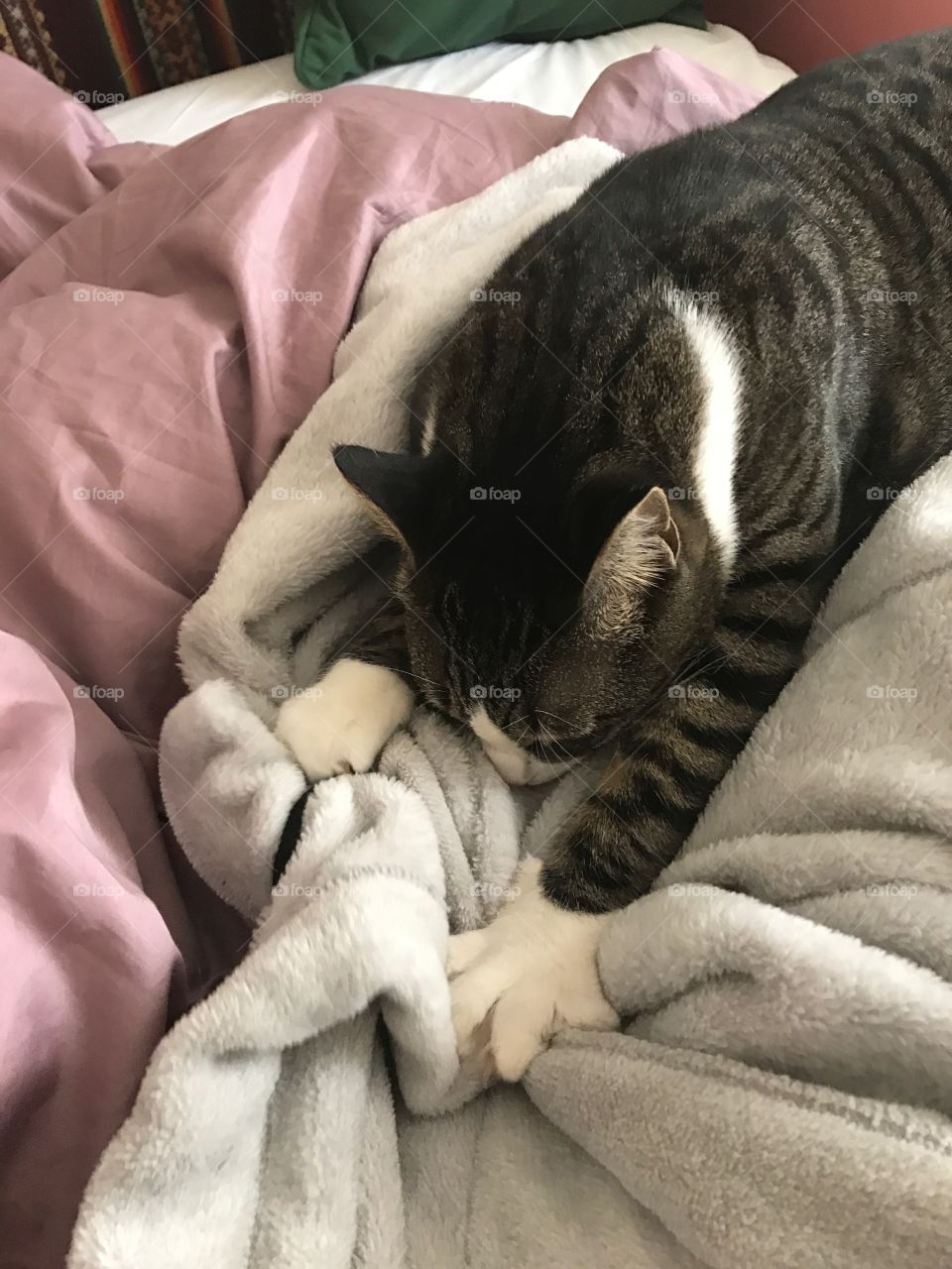 Cat is Making biscuits:)