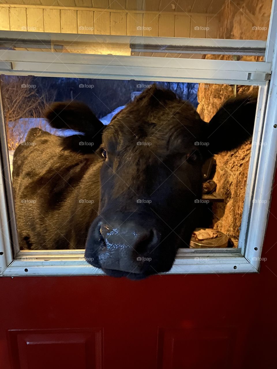 Cow wants in the house 