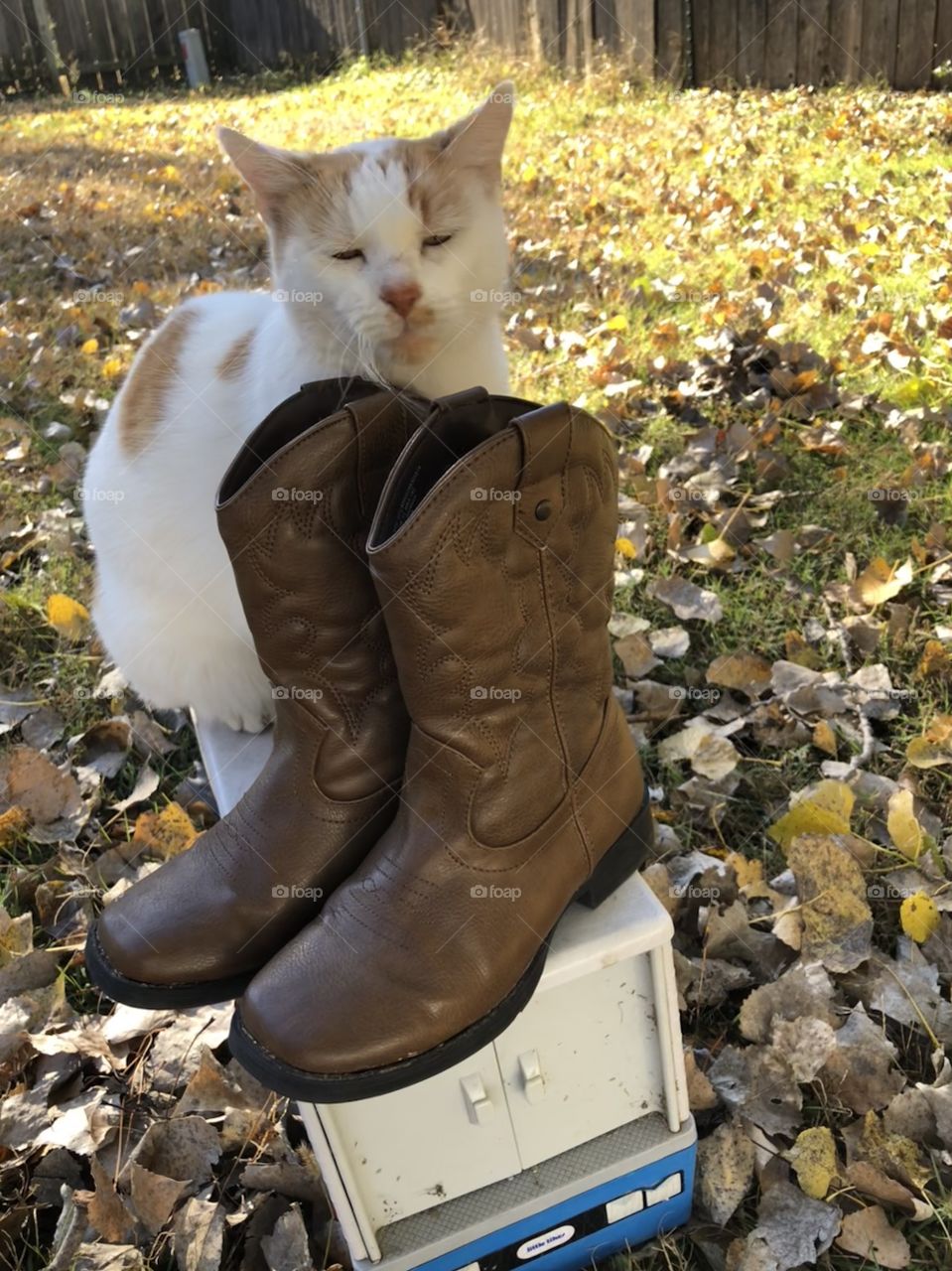 Boots from a small cowboy left outdoors. And a cat