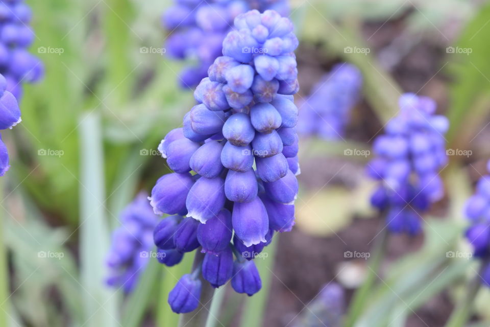Blue flower in spring park.
