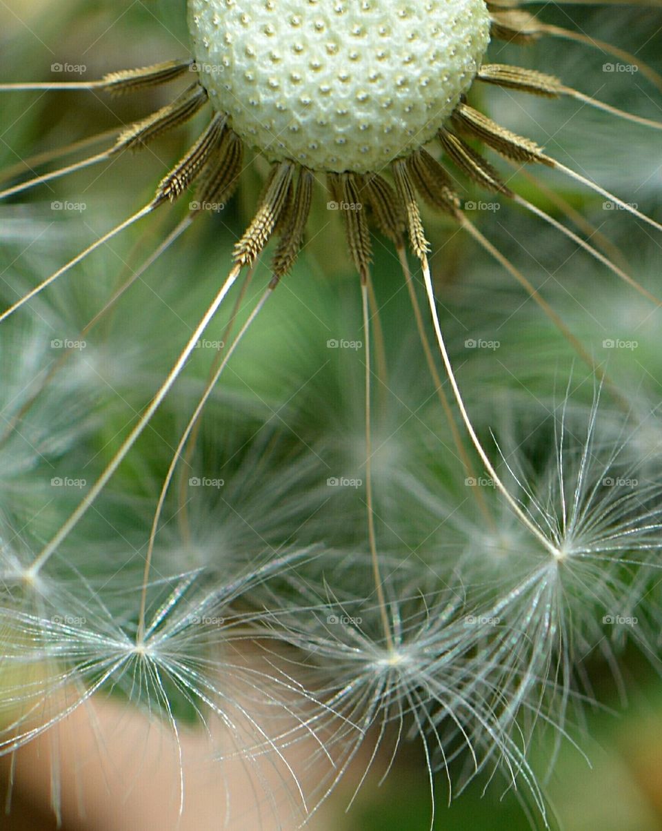 dandelion seed pod