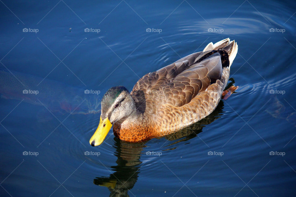 Mallard duck