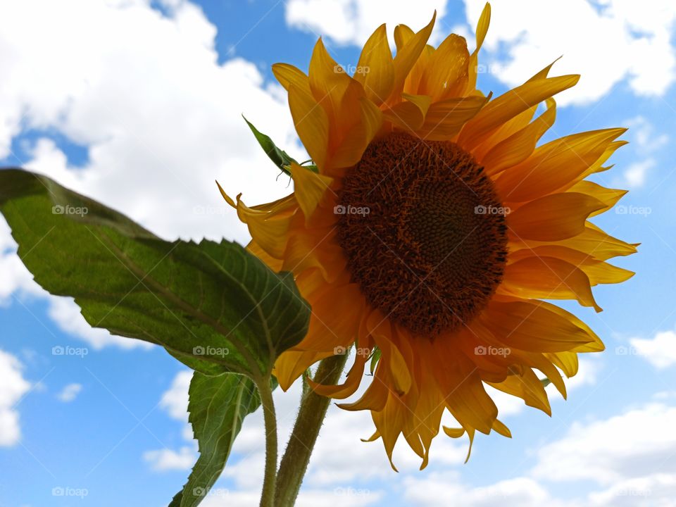 sunflower against cloudy sky