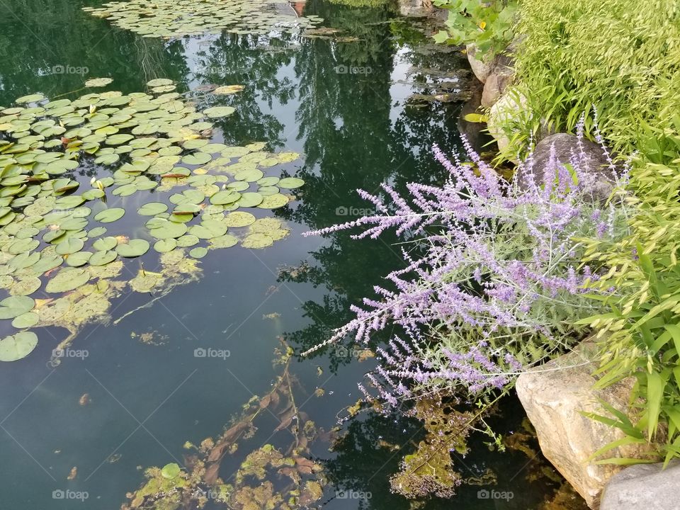 Lily pads in water with purple bush