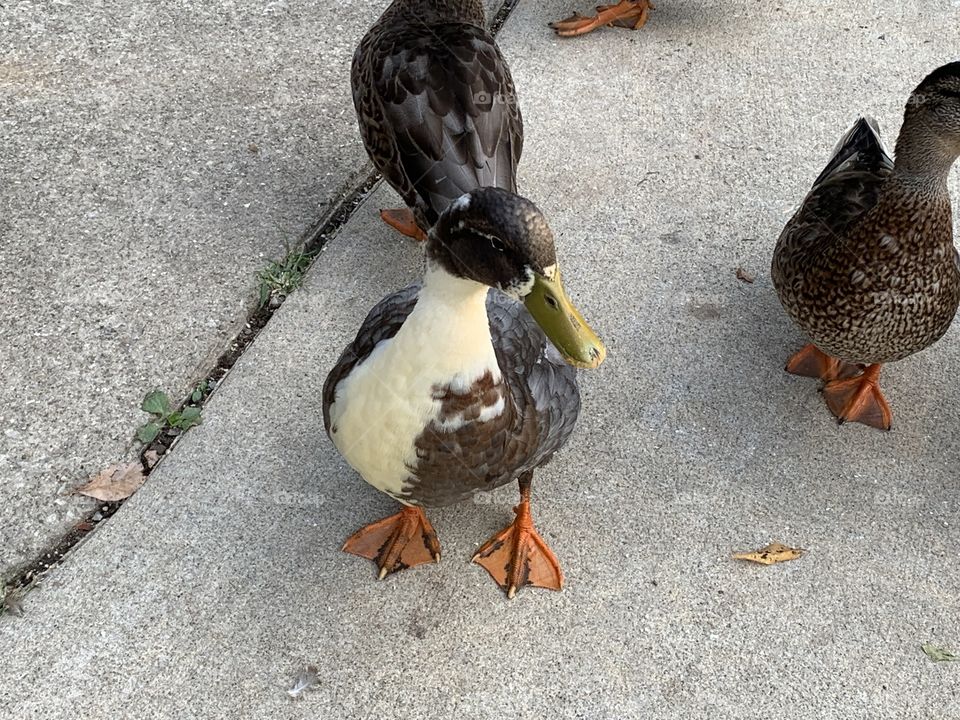 Trips to the local creek are a lot more fun with the ducks around. All of them are cute, but we do have our favorites. 