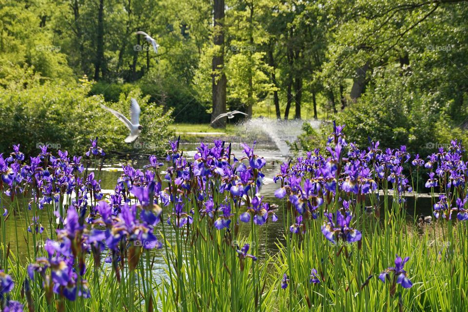 Purple iris flowers in the park by the fountain