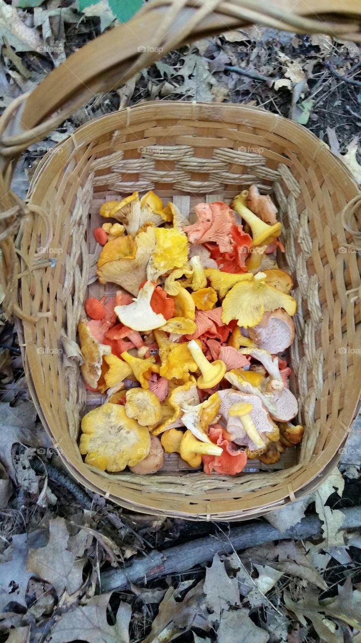 wild mushrooms. family traditions and loving nature