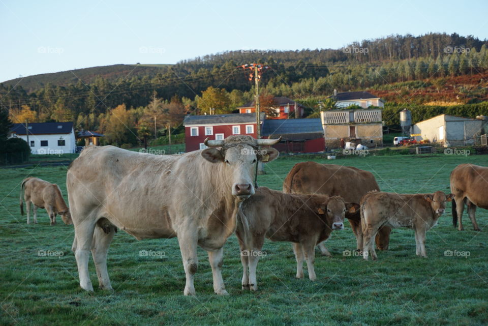 Animals#free#cattle#cows#nature#trees