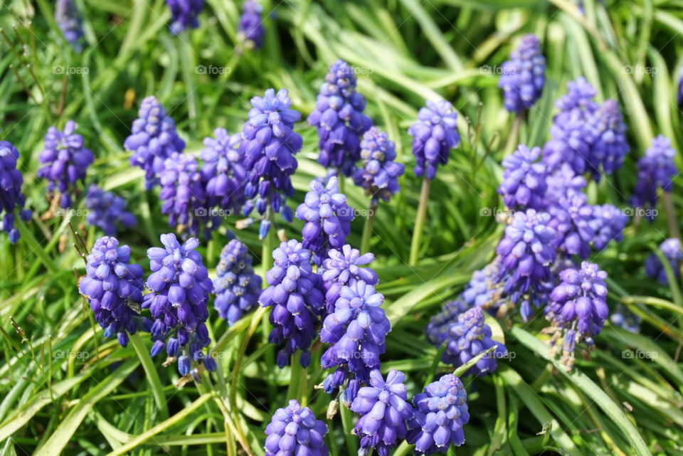 Grape-Hyacinh 
Spring
California Flowers