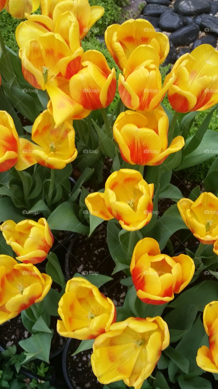 Gorgeous yellow tulips