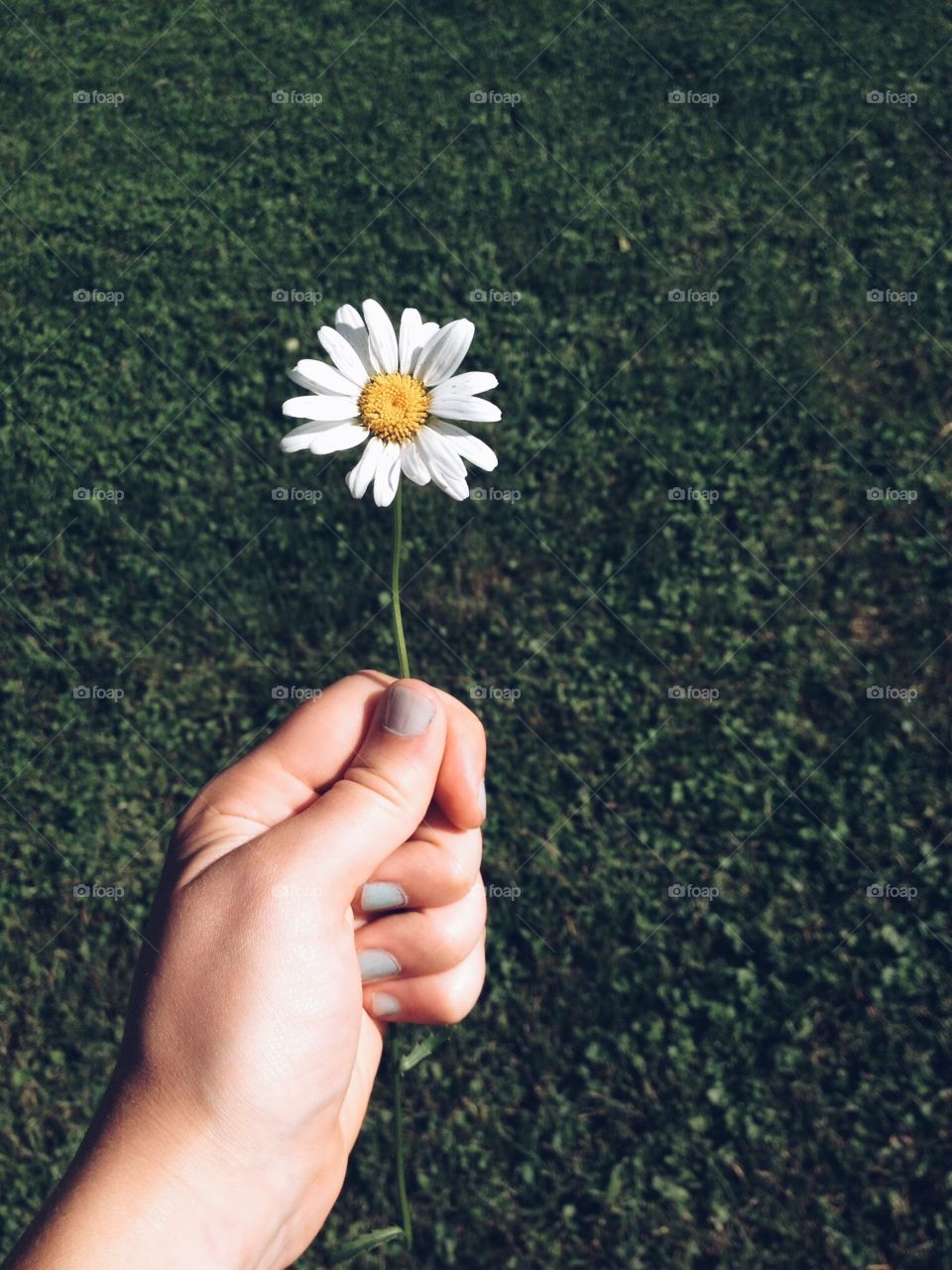 A person holding daisy flower